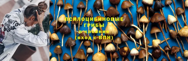 Галлюциногенные грибы Psilocybine cubensis  Давлеканово 